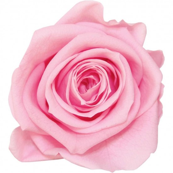 Rose stabilisée Standard Boite de 6 têtes Rose pastel