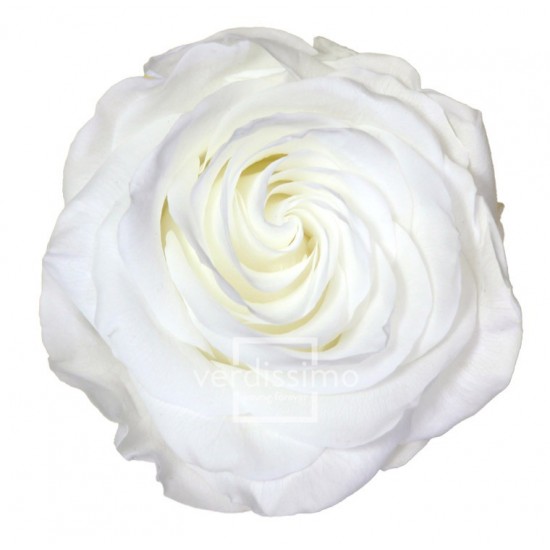 Rose stabilisée Premium Boite de 4 têtes Blanc