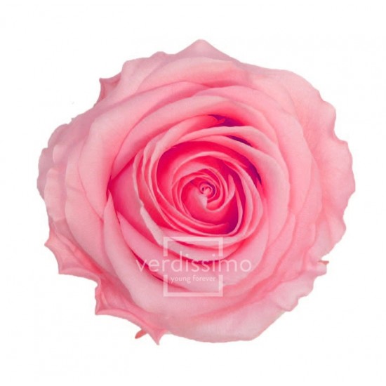 Rose stabilisée Premium Boite de 4 têtes Rose Pastel
