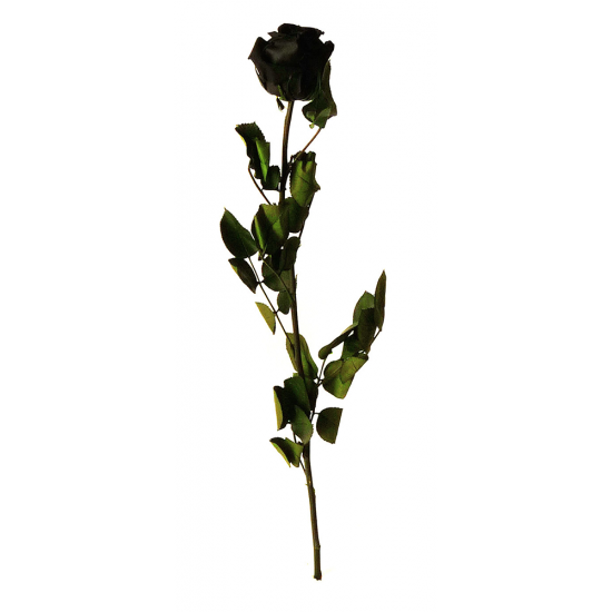 Rose stabilisée sur tige Standard Noir