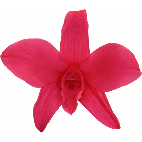 Orchidée dendrodium stabilisée Rose foncé Boite de 5