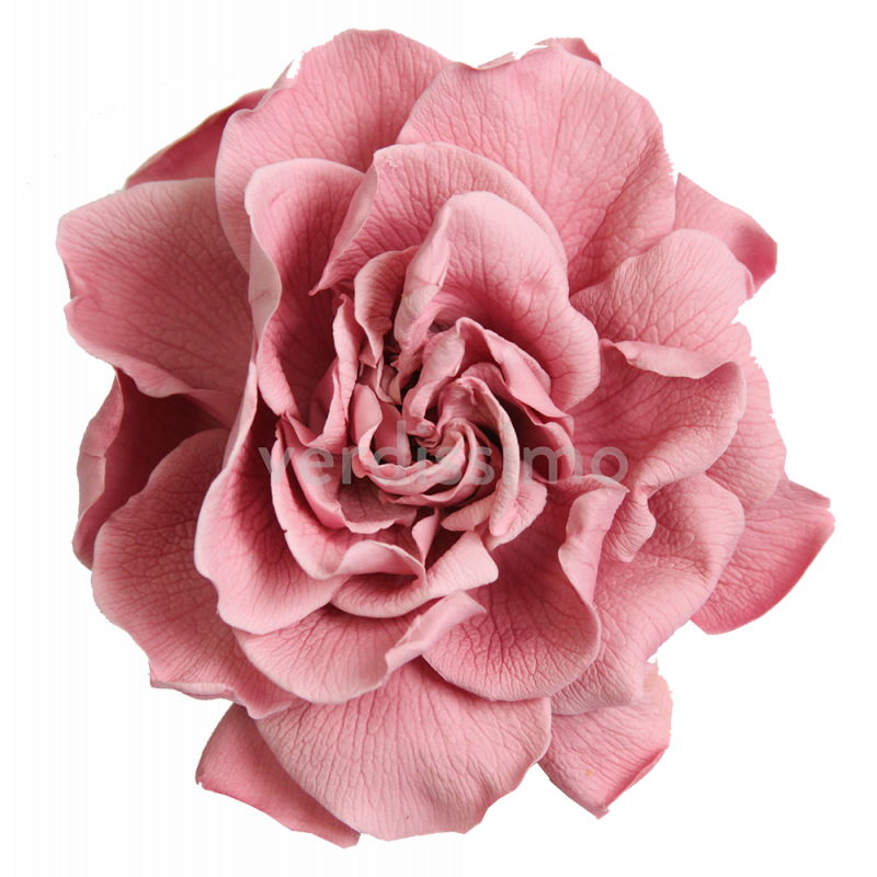 Gardenia stabilisé Boite de 3 têtes Rose Cherry