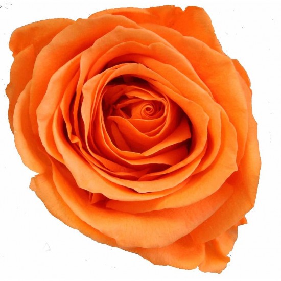 Rose stabilisée Mini Boite de 12 têtes Orange