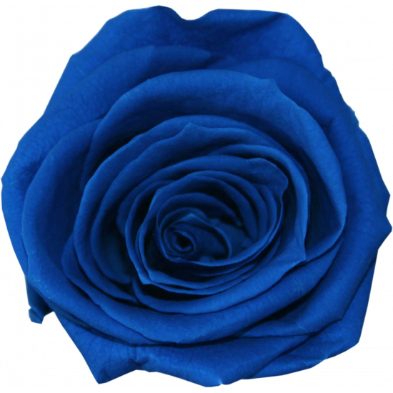 Rose stabilisée Mini  Boite de 12 têtes Bleu royal