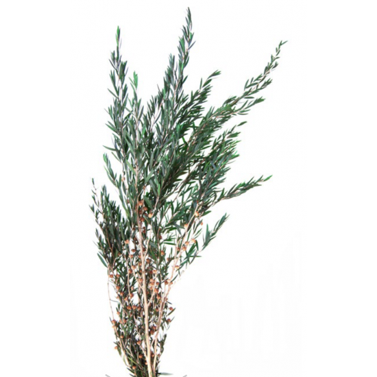 Lepto longifolia stabilisé 40-80cm Vert