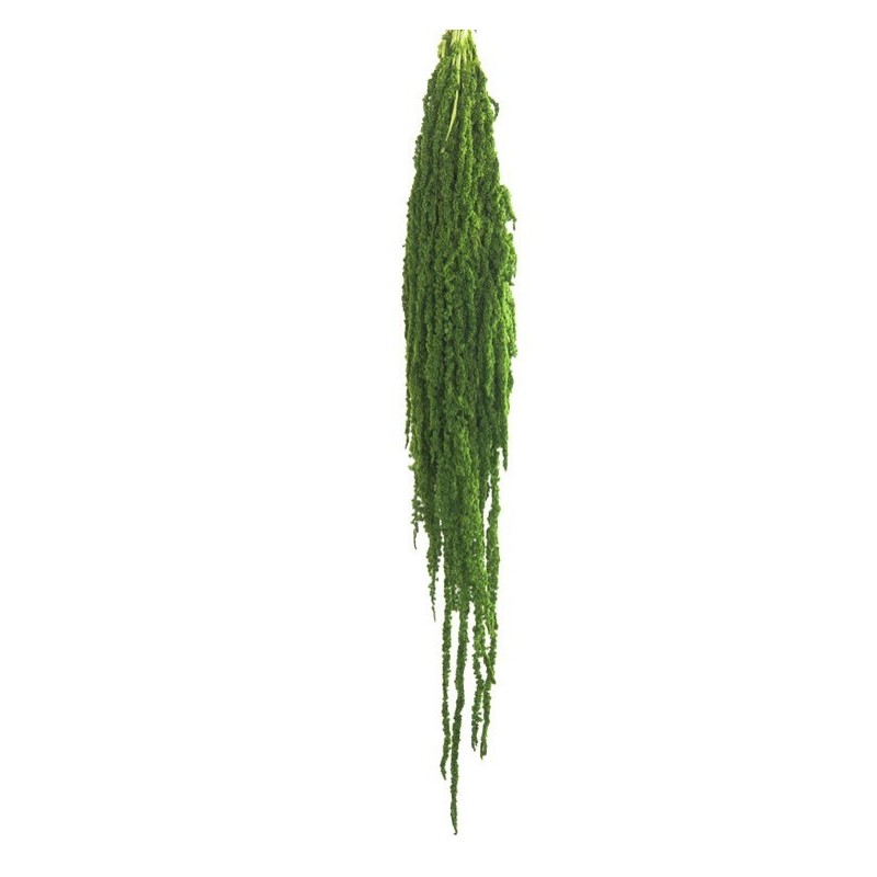 Amaranthe Stabilisée | Grossiste fleuristes | Qualité Prix Amaranthe Stabilisée | Grossiste fleuristes | Qualité Prix