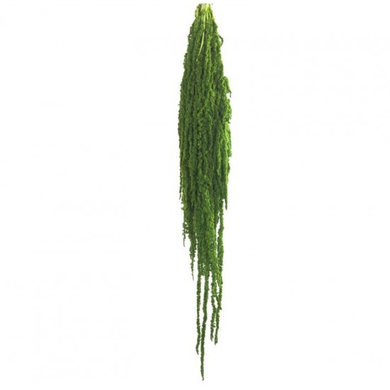 Amaranthe stabilisée 40-70cm 175g Vert citron