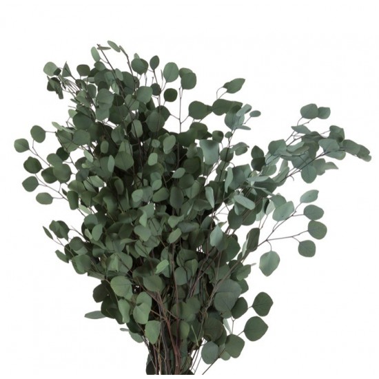 Populus vert stabilisé 40/80cm
