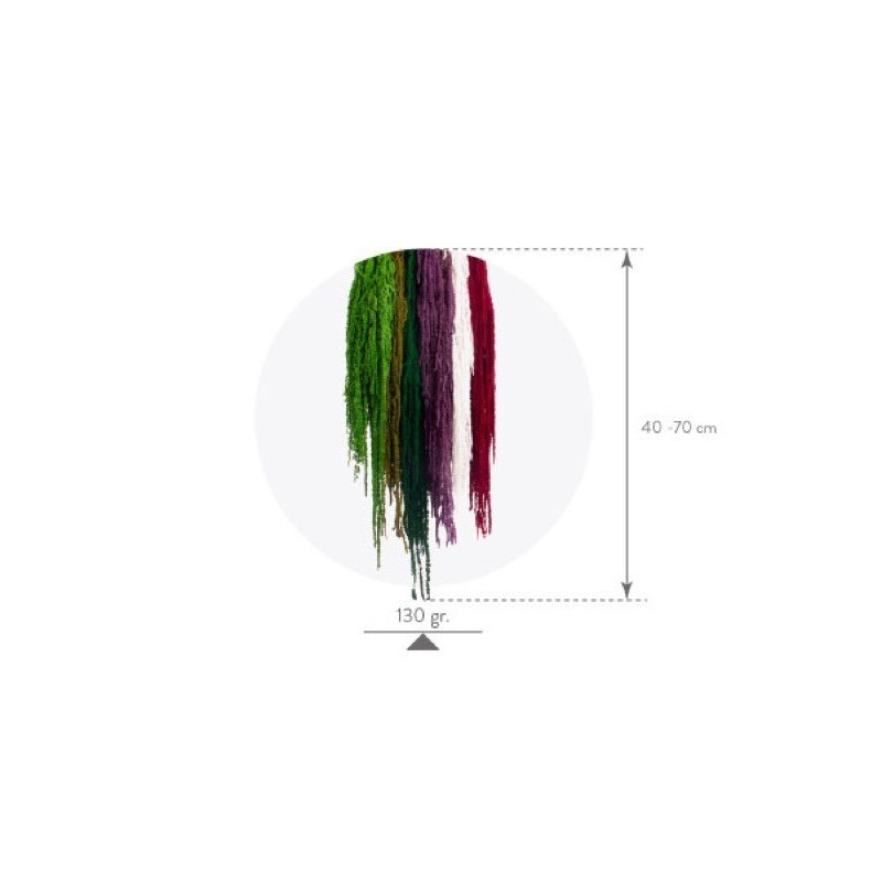 Amaranthe Stabilisée | Grossiste fleuristes | Qualité Prix Amaranthe Stabilisée | Grossiste fleuristes | Qualité Prix