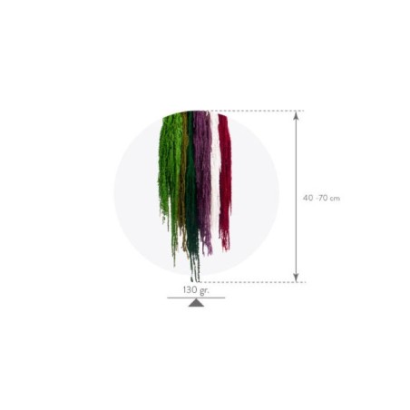 Amaranthe Stabilisée | Grossiste fleuristes | Qualité Prix Amaranthe Stabilisée | Grossiste fleuristes | Qualité Prix