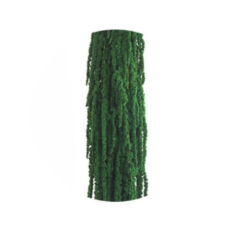 Amaranthe Stabilisée | Grossiste fleuristes | Qualité Prix Amaranthe Stabilisée | Grossiste fleuristes | Qualité Prix