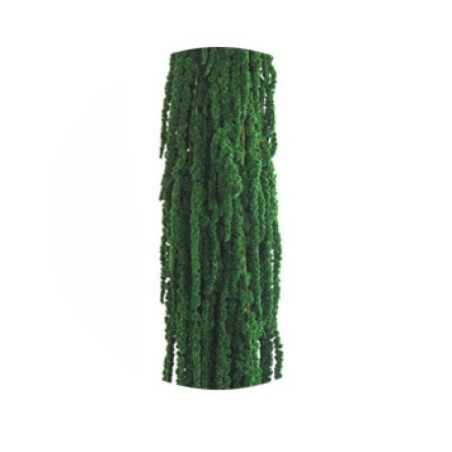 Amaranthe Stabilisée | Grossiste fleuristes | Qualité Prix Amaranthe Stabilisée | Grossiste fleuristes | Qualité Prix