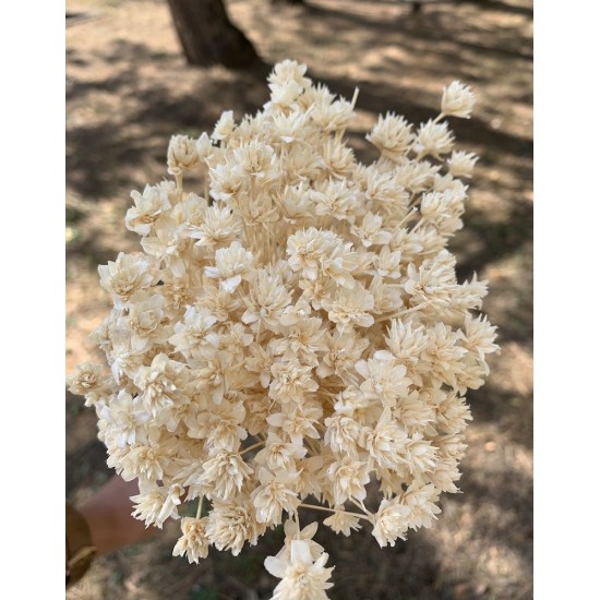 Fleurette séchée coloris blanc 100g