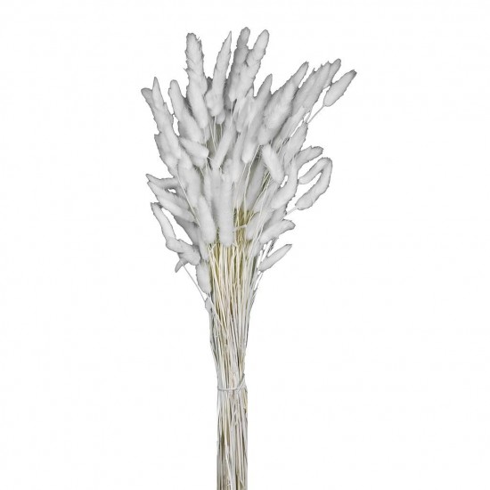 Lagorus blanc H 60-70cm 100g