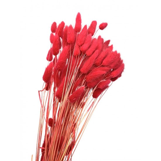 Lagorus coloris rouge H 60-70cm 100g