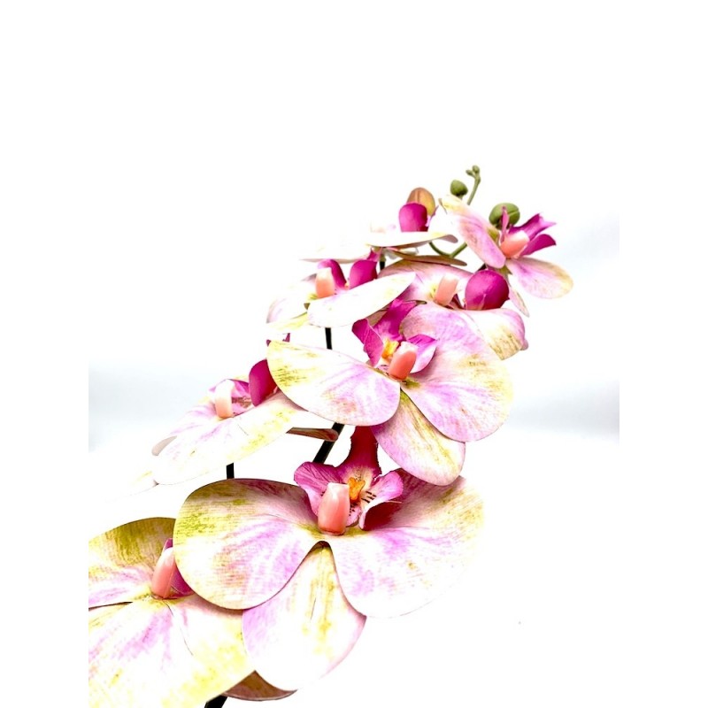 Phalaenopsis rose