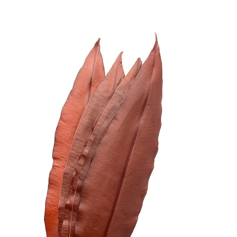 Feuille tropicale stabilisée 8 feuilles 40 cm Rouge