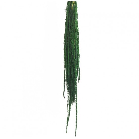 Amaranthe stabilisée 40-70cm 175g  Vert foncé