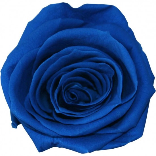 Rose stabilisée Queen Boite de 5 têtes Bleu Foncé