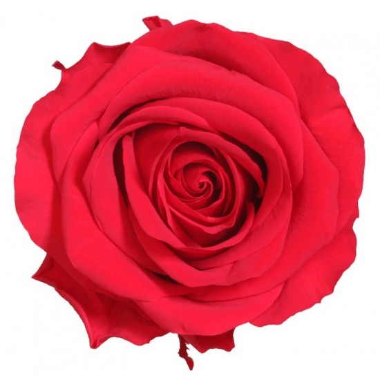 Rose stabilisée Premium Boite de 4 têtes Rouge