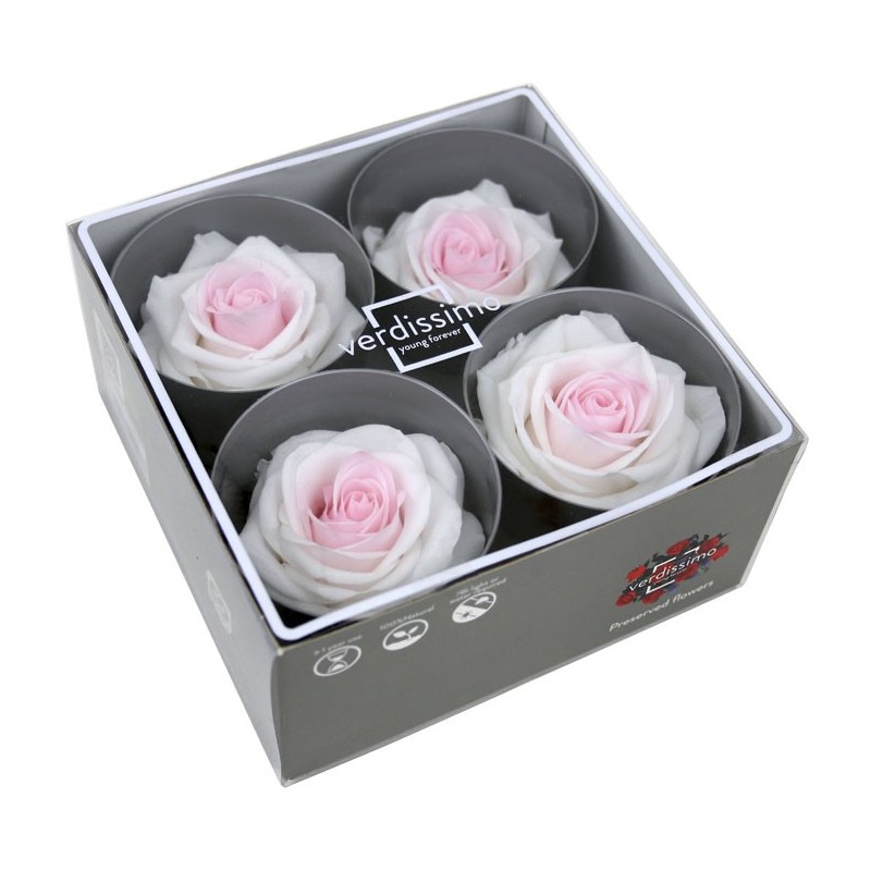 Rose stabilisée Premium - Boite de 4 têtes Blanc et Rose - Gros Bouton x4