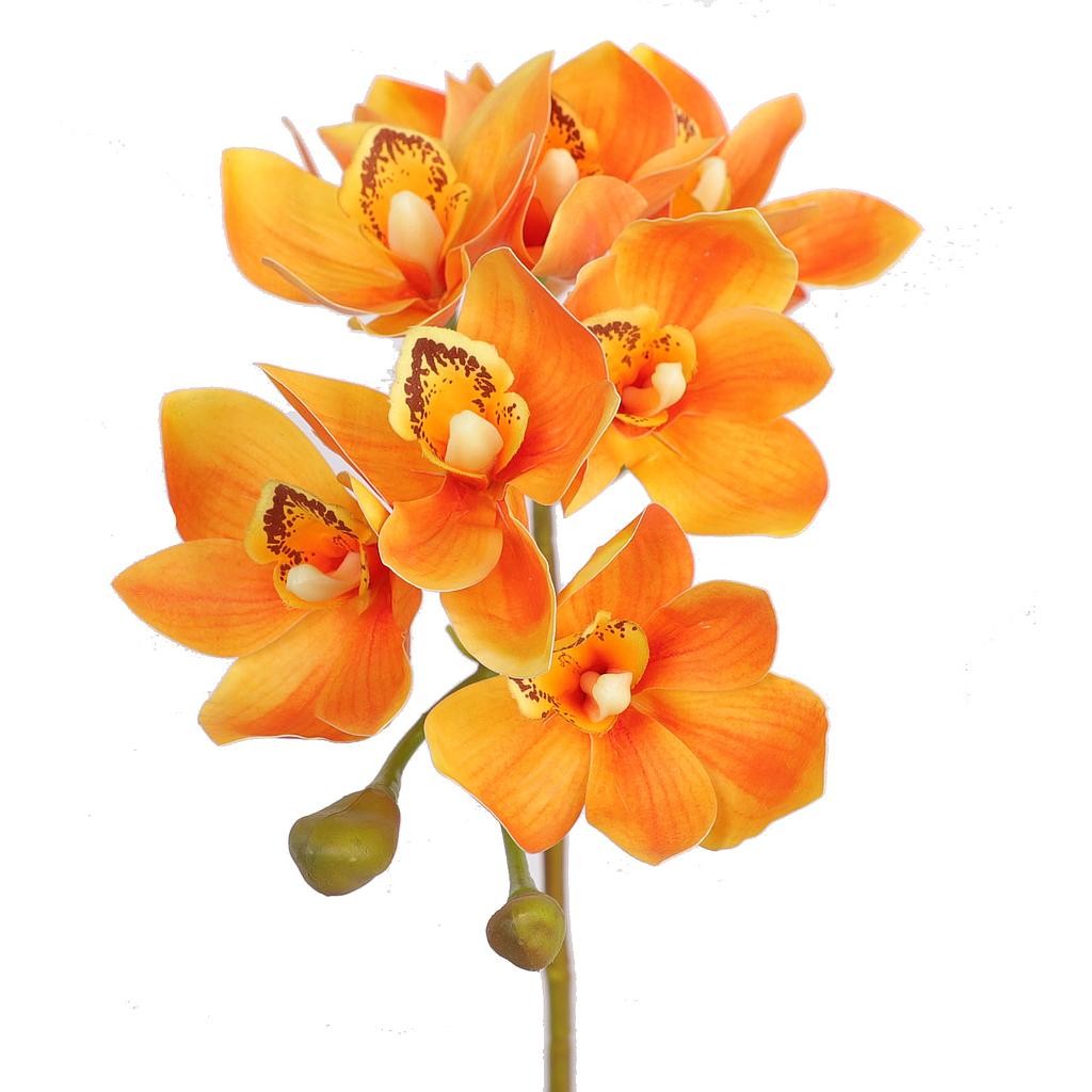 Set de plante et pot, Orchidée orange de Farmy chez vous