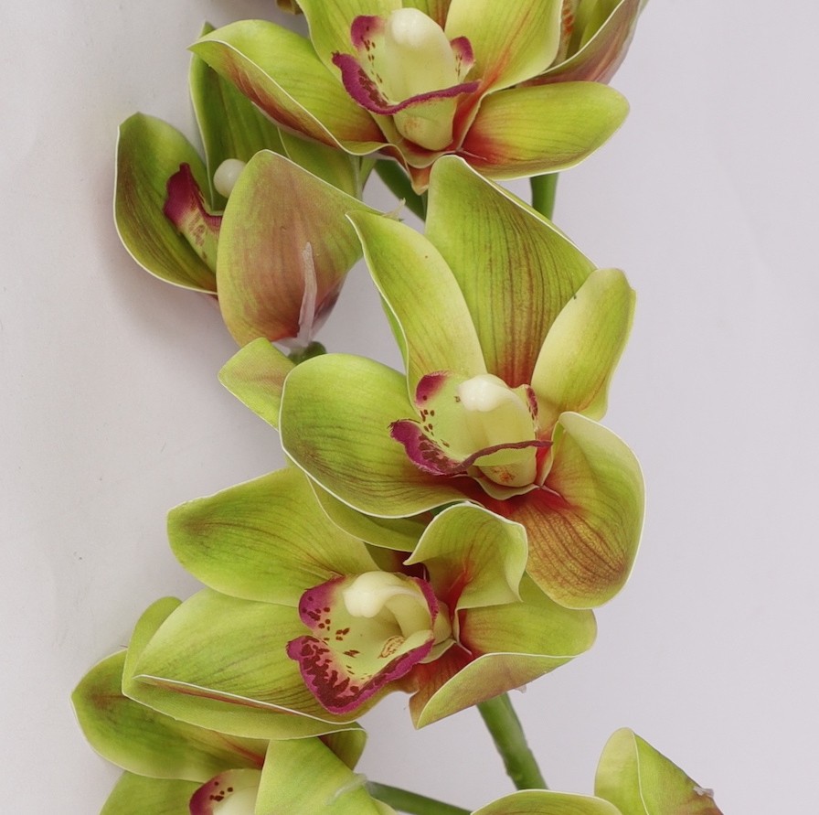 Orchidée Cymbidium rosée - Plante - Plus de Fleurs